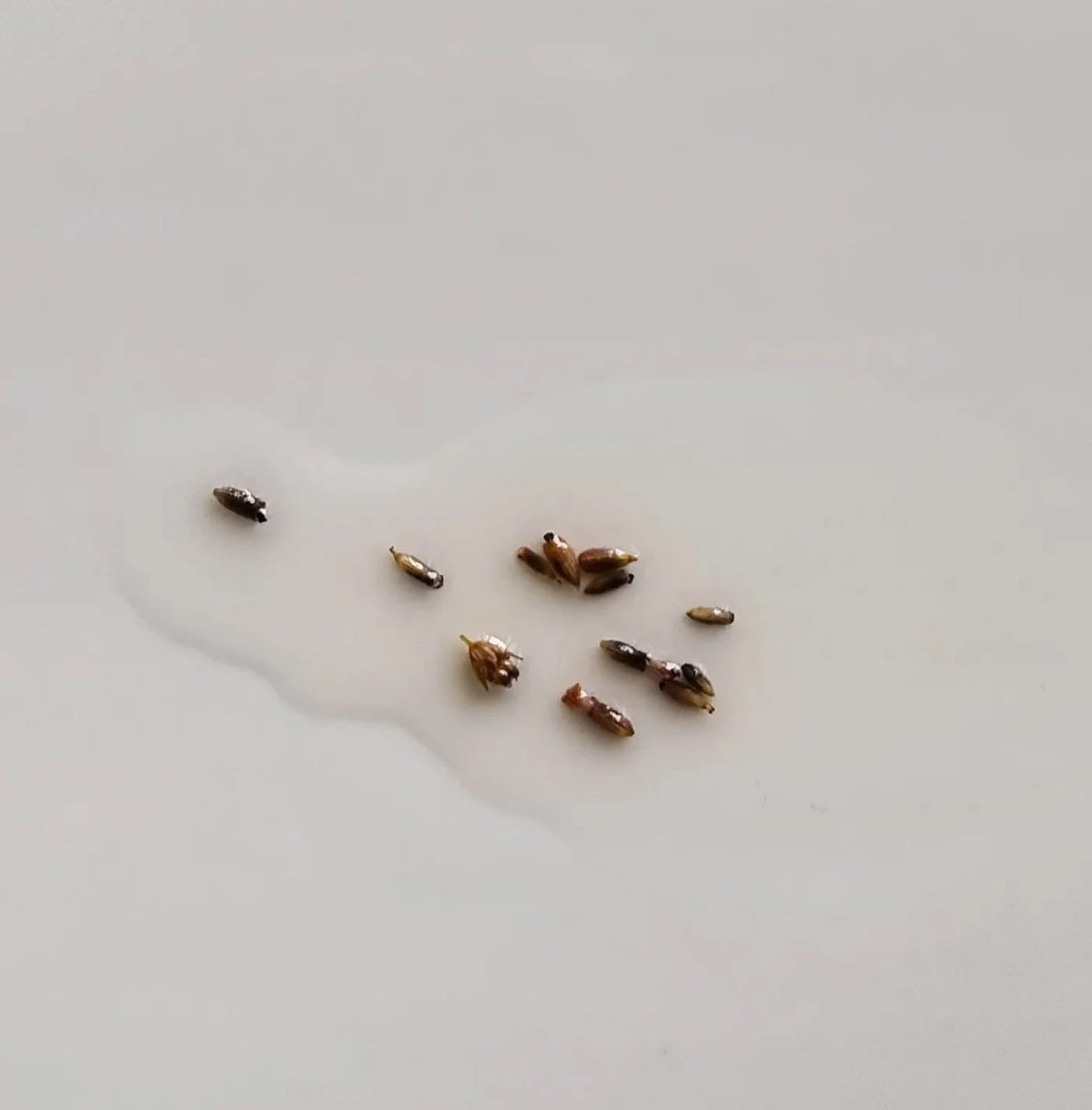 BANSHEE ~ Restful Repose Bath & Shower Oil