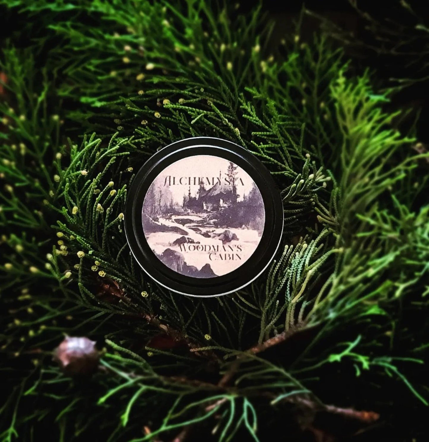 WOODMAN'S CABIN ~ Juniper, Mulberry & Blue Spruce