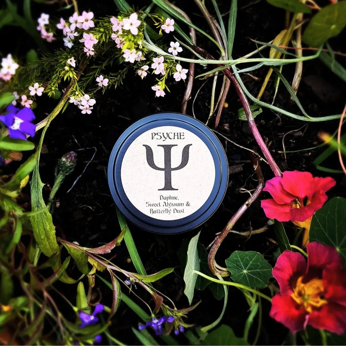 PSYCHE ~ Daphne, Sweet Alyssum & Butterfly Dust