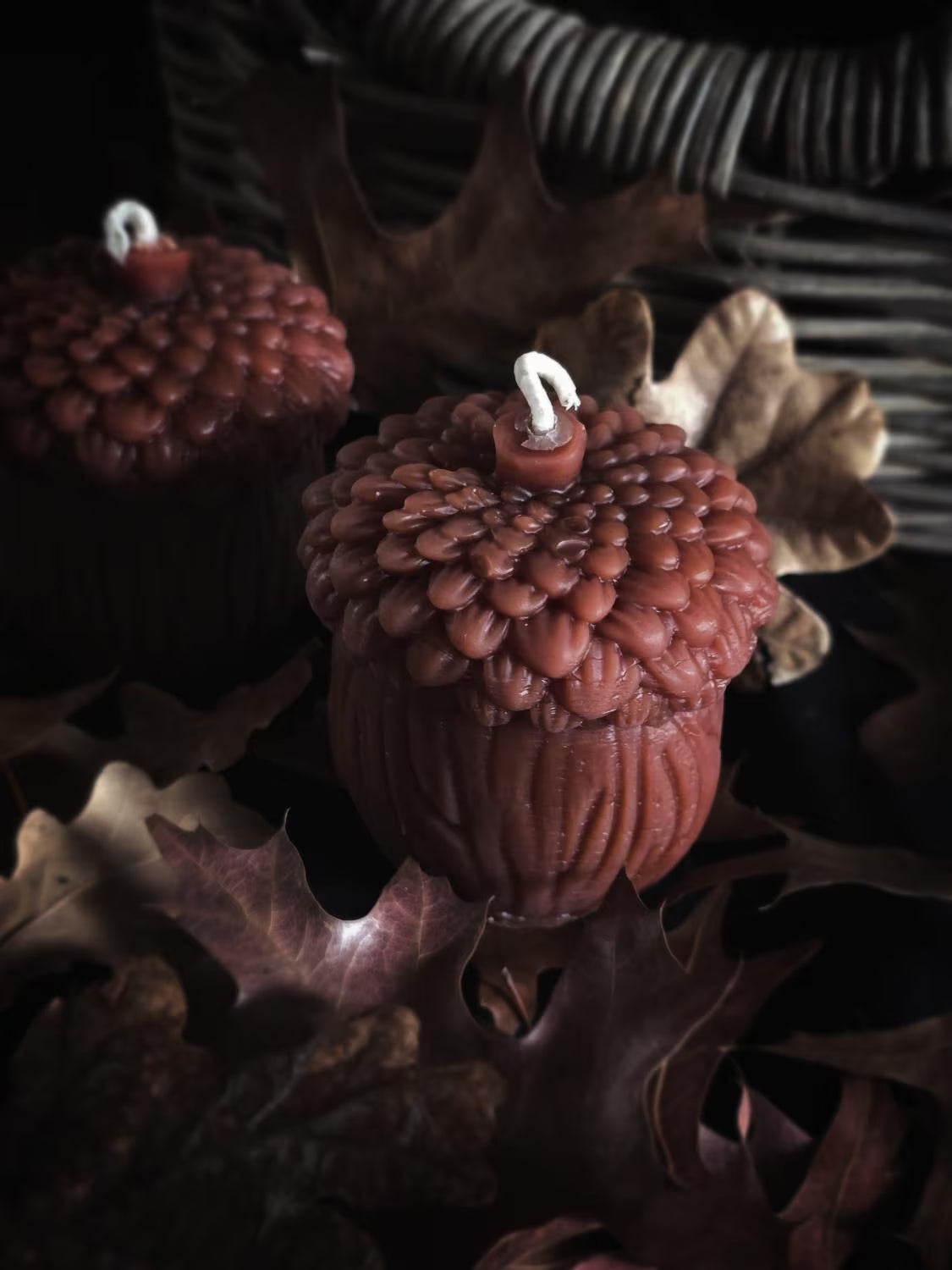 Acorn Elder